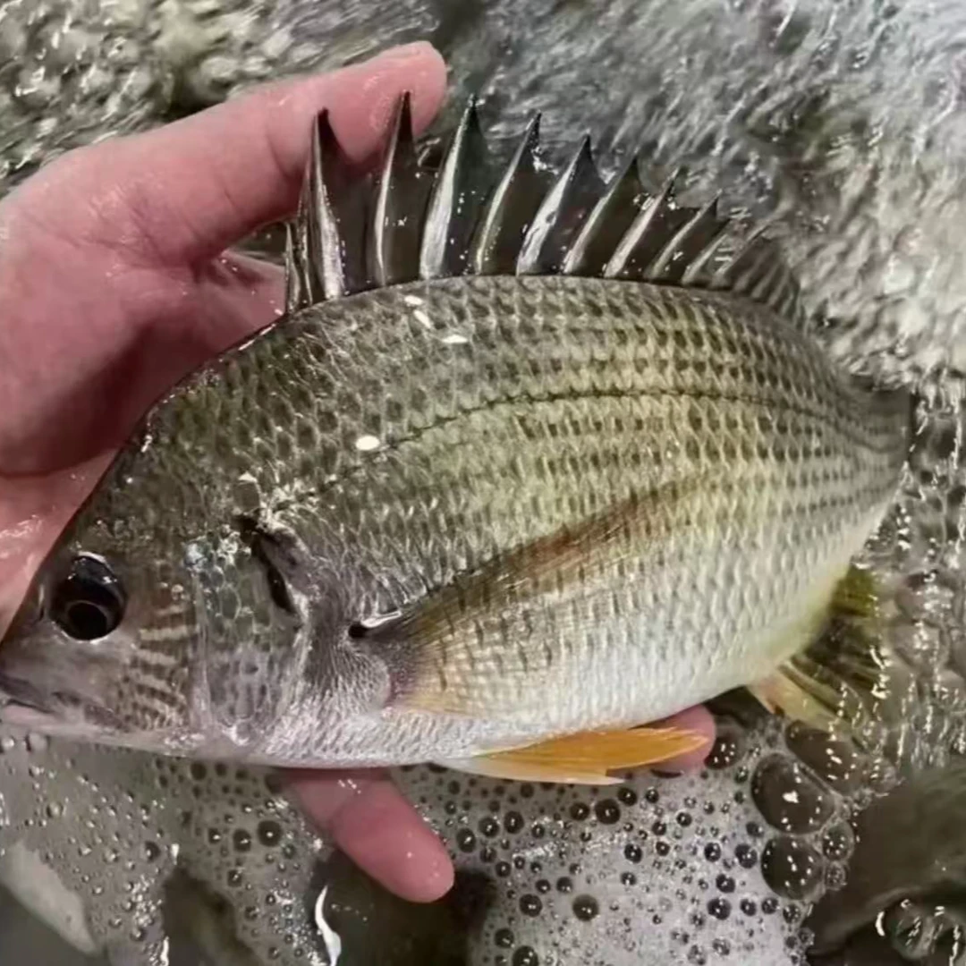 野生海钓本港新鲜黄翅鱼黄脚立黄鳍鲷4两左右/条当天现货顺丰到家海鲜