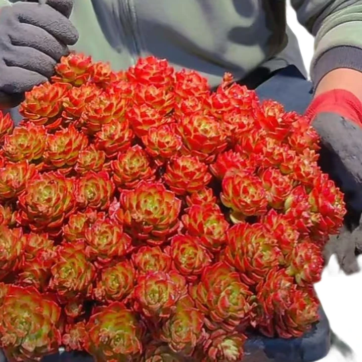 精品多肉  玫瑰火焰蒂亚