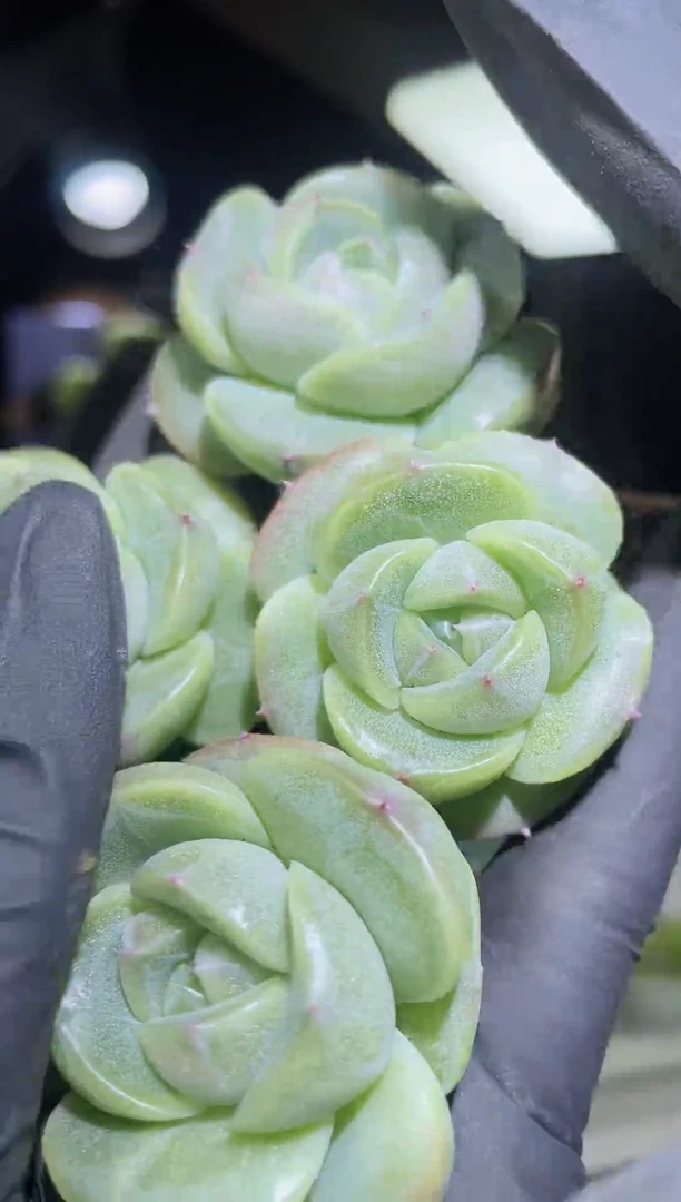 闪购2056  银白小牛多肉一颗  4-4.5厘米