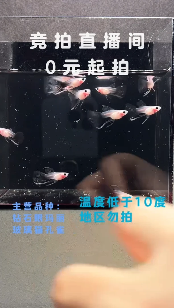 孔雀鱼超透长公10只编号18