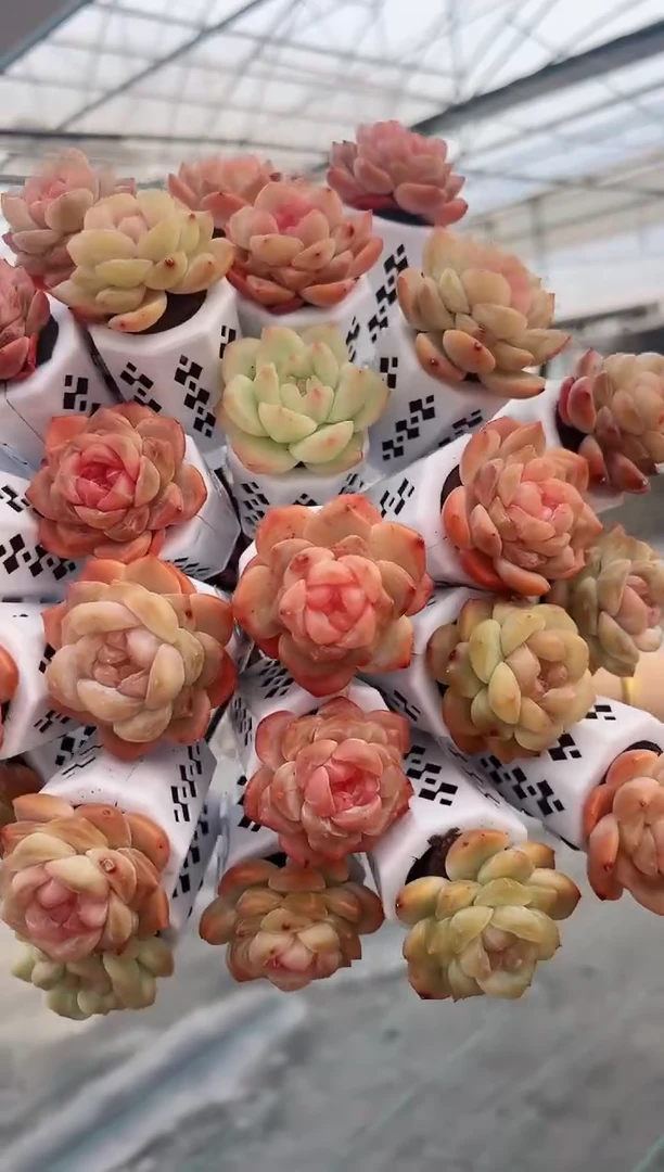 【闪购商品】无土多肉  混合冰魄花束十颗 带瓶带托