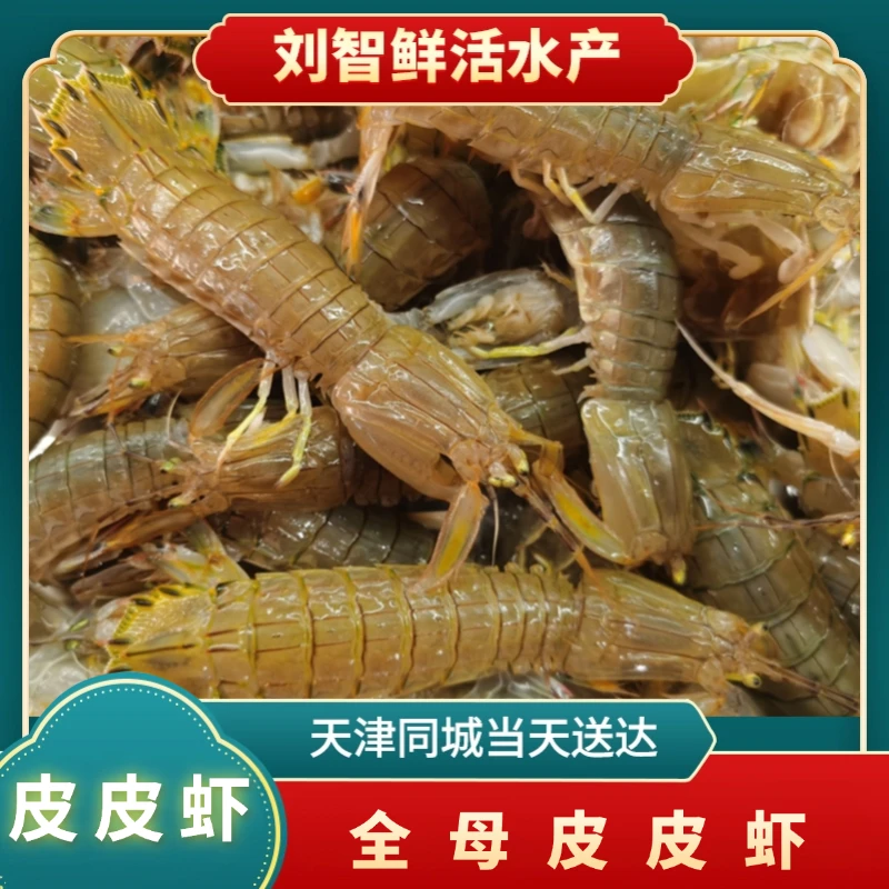 【全母皮皮虾】 海产 2-5斤 【保鲜不保活】