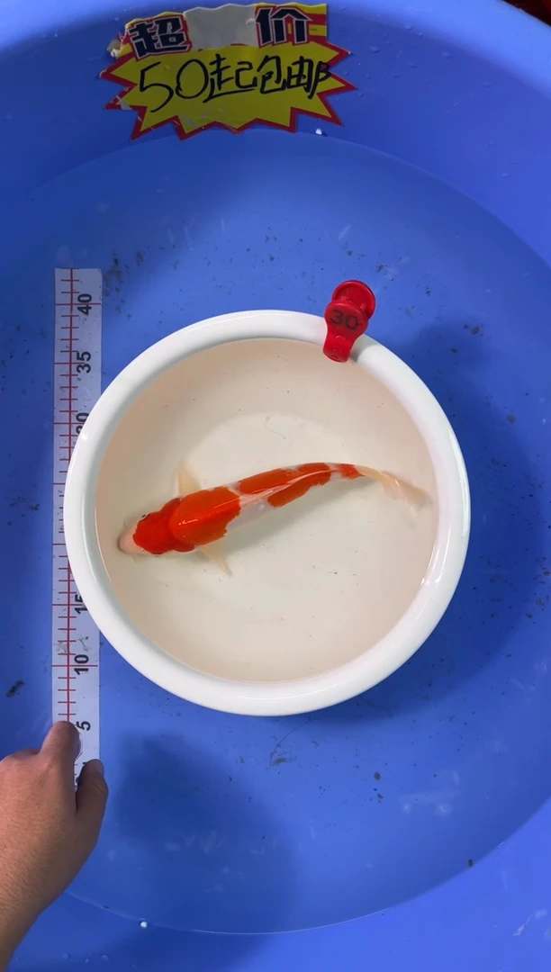 锦鲤活体二号链接