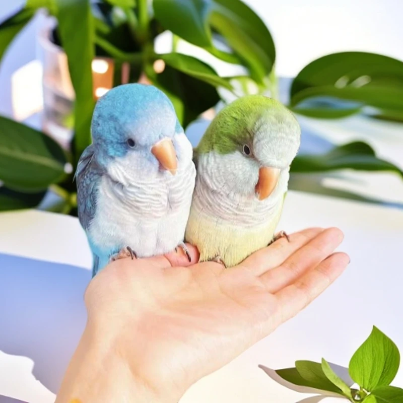 手养活体鹦鹉奶粉链接一鸟一价