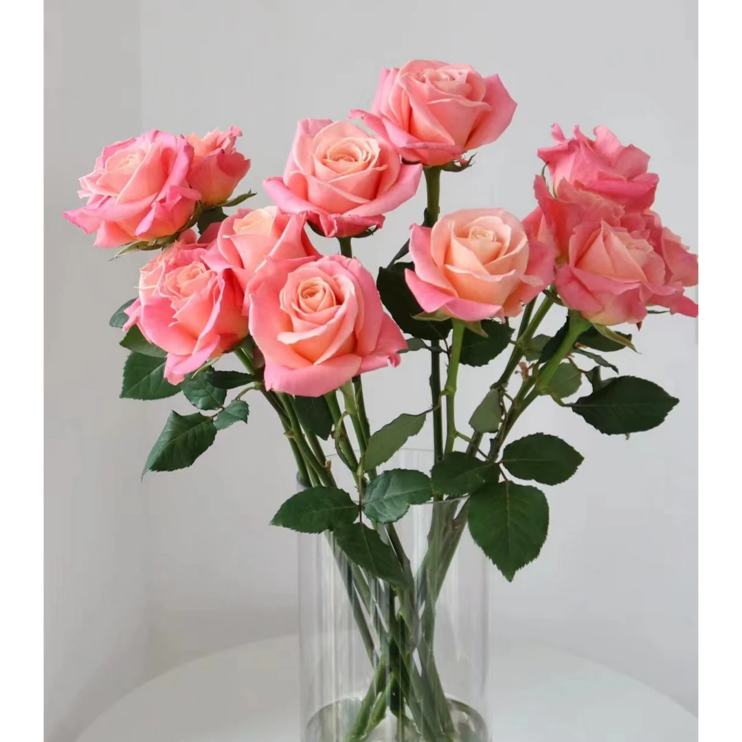 【10枝猪小姐玫瑰 】鲜花鲜切花好养家庭插花玫瑰鲜花速递配送上门-今天下单明天送达