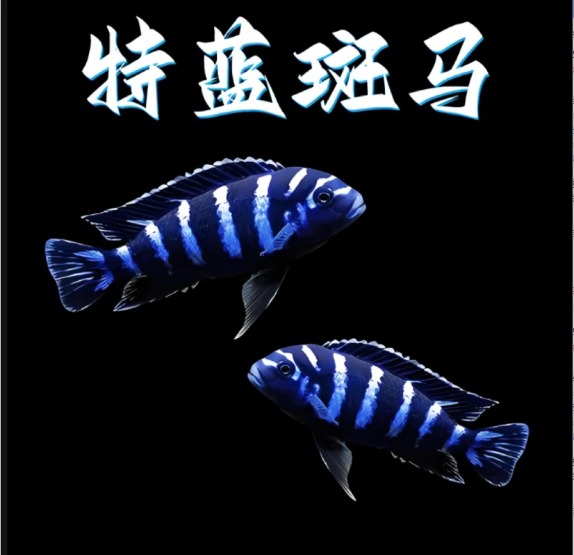 特蓝斑马三湖慈鲷热带观赏鱼活体易养耐活小型淡水宠物鱼