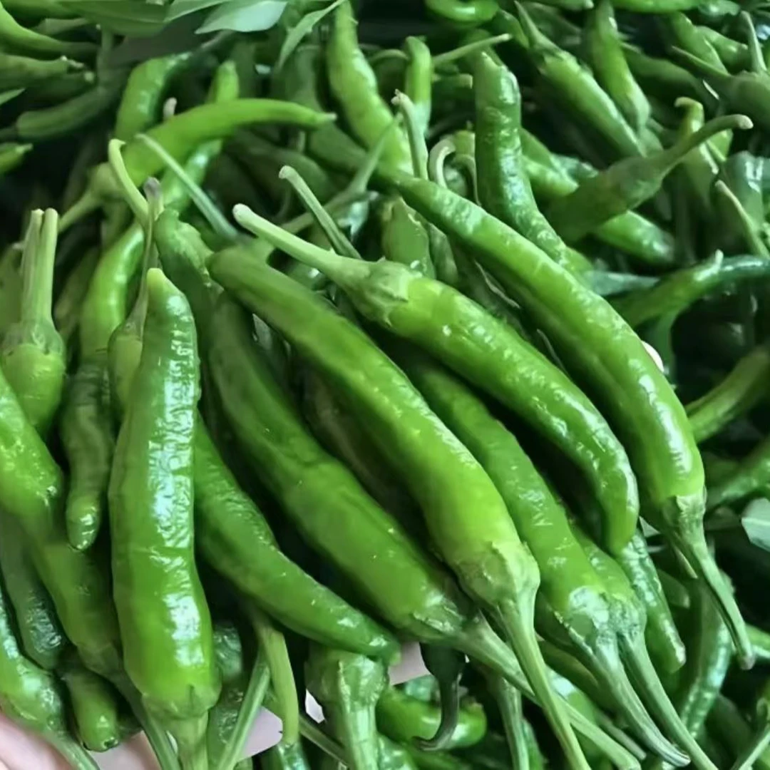 辣椒 原产地种植 3斤5斤包邮