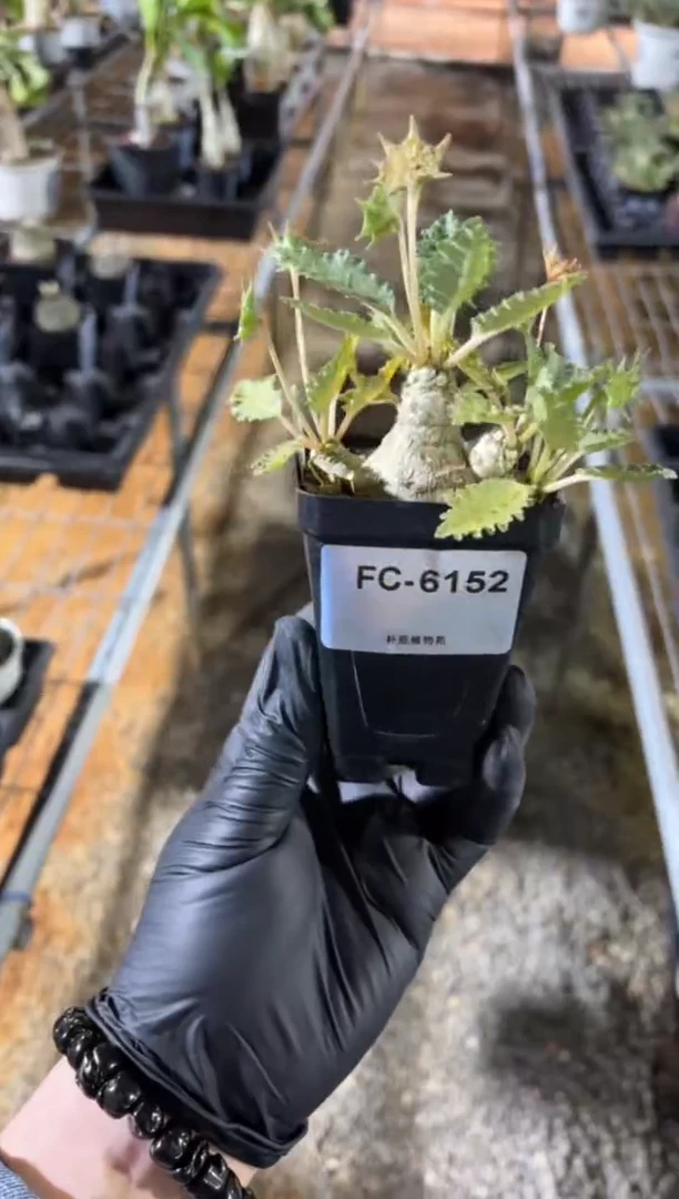 霍伍德琉桑FC-6152