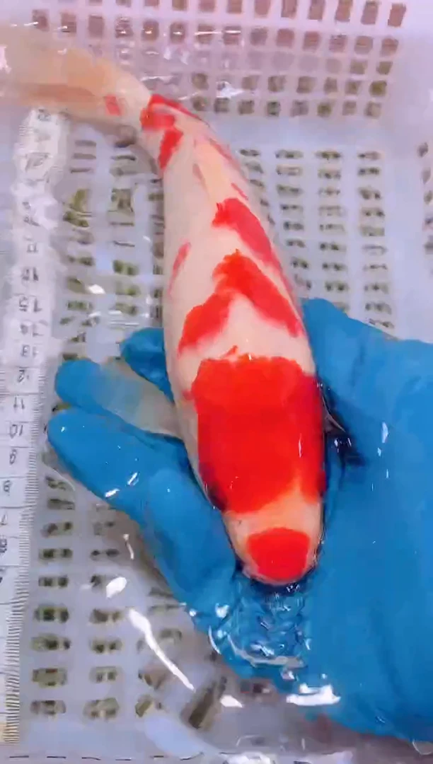 锦鲤冷水观赏鱼全场包邮44