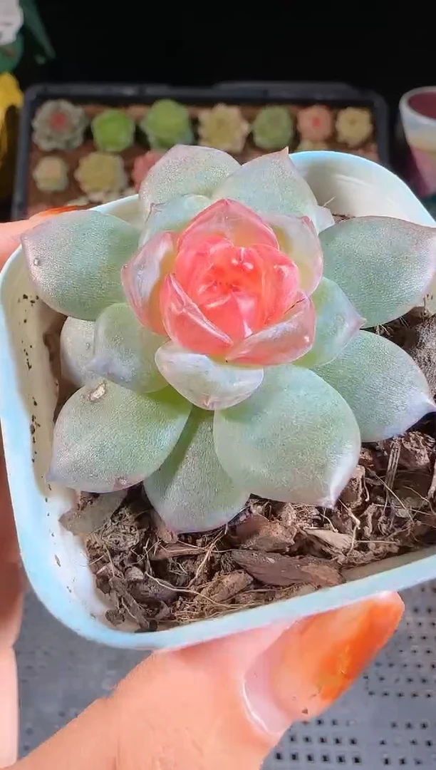 1109-613寒酥麦秆群不包整