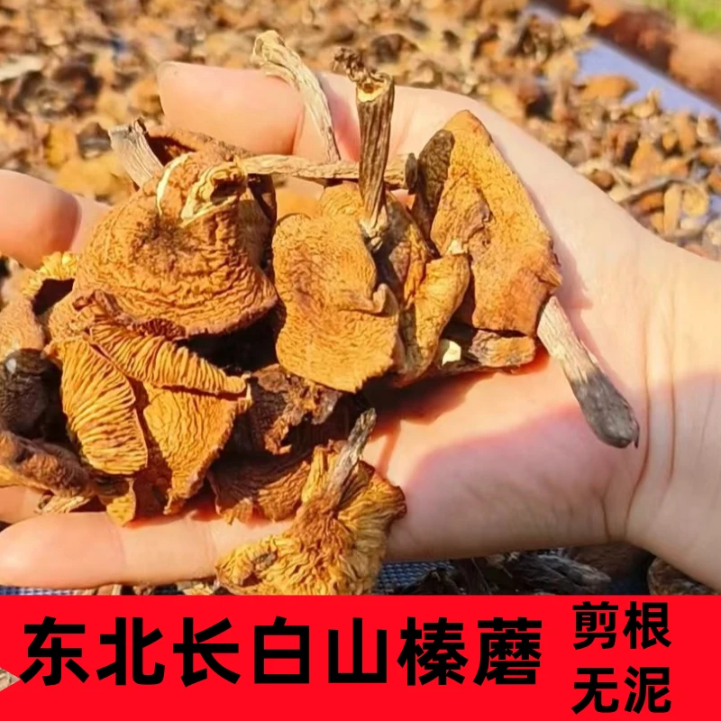 东北长白山区农家采摘晾晒榛蘑 干货菌菇250克小鸡炖蘑菇的蘑菇