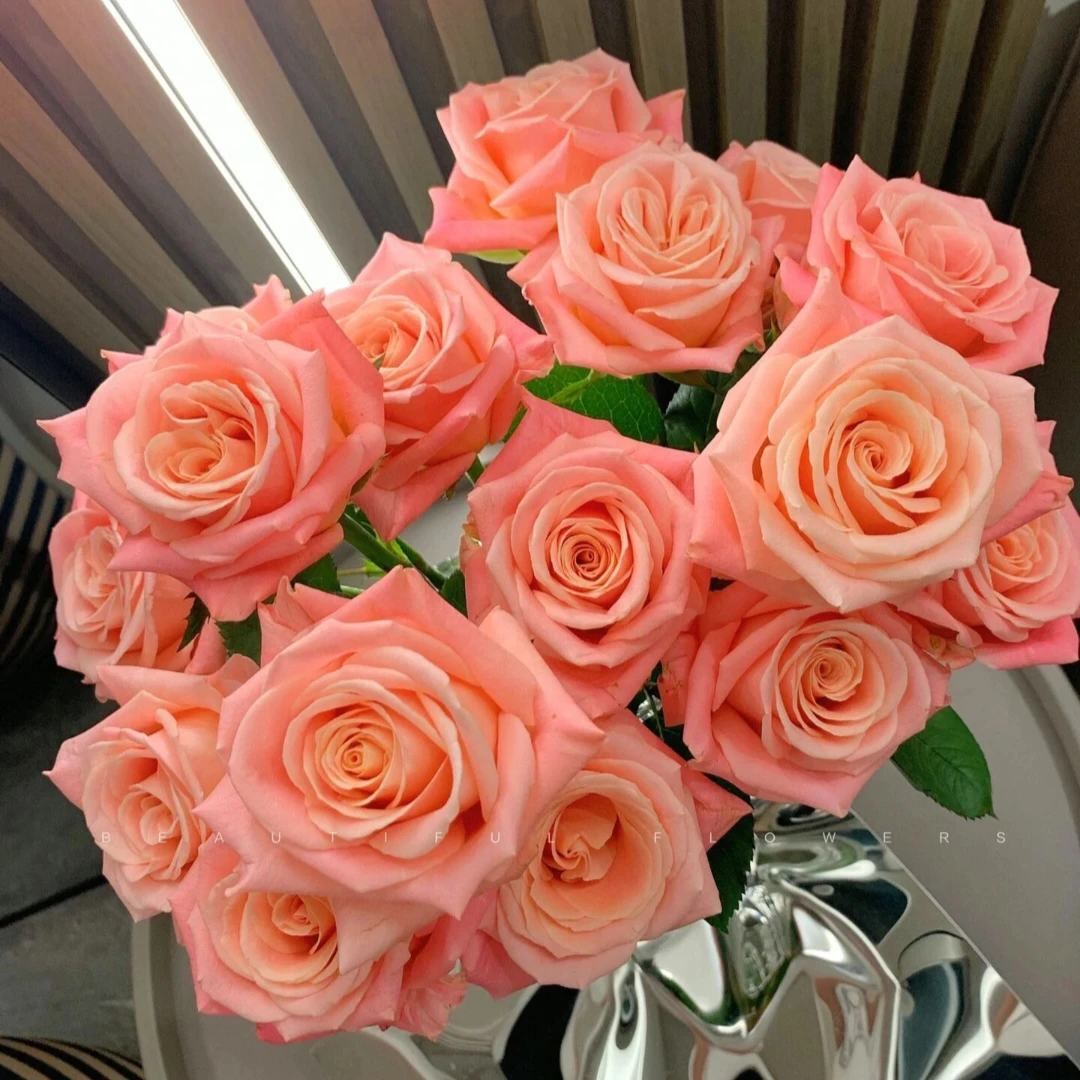 【全疆顺丰包邮】云天化/方德猪小姐单头玫瑰 居家生活鲜花