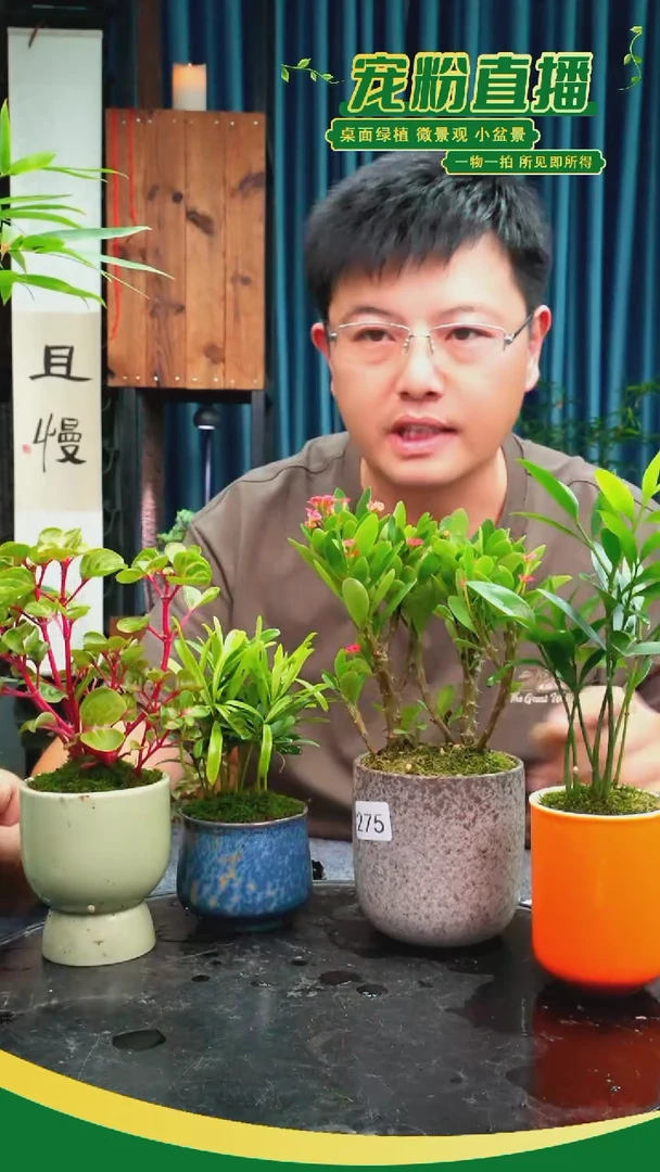 无花朵沉****8苔藓微景观275号