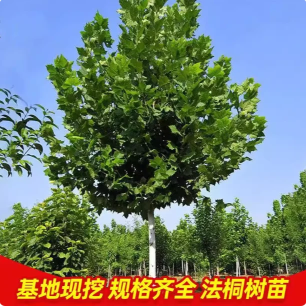 法国梧桐树大树苗庭院遮阳风景树行道园林苗木南北方种植青桐法桐