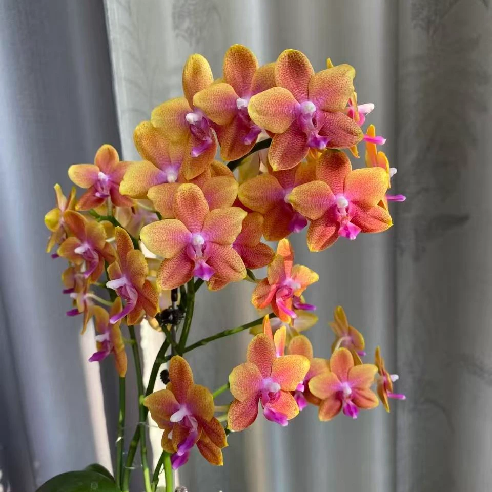 3个花剑 浓香型【黄金沙拉】蝴蝶兰  爆花机器