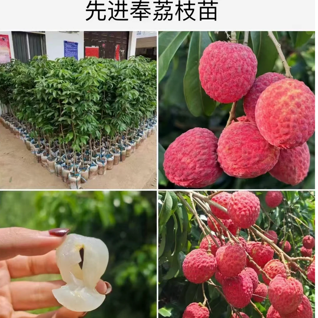 仙进奉荔枝树苗庭院果树苗盆栽地栽