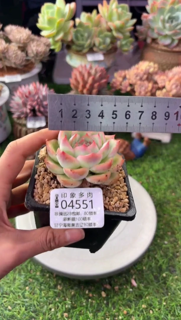 昆明印象多肉04551