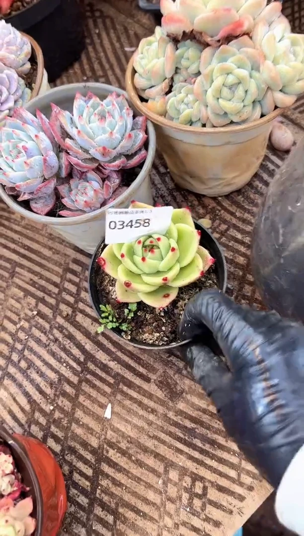 晚**鱼多肉植物一物一拍03458