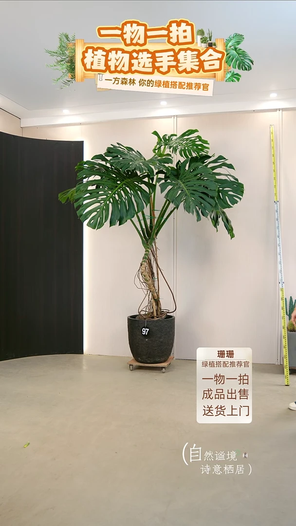 无花朵N****u龟背竹连盆种好栽好一整套送货上门