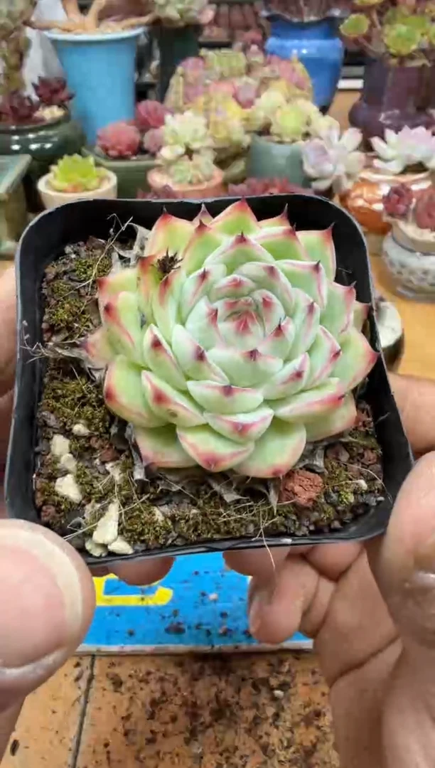 东云多肉园二店-258