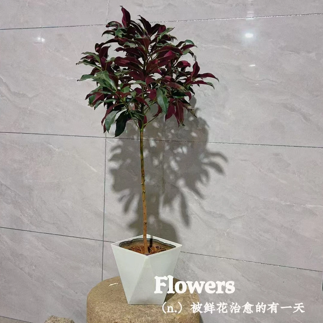 富贵籽盆栽耐寒植物金玉满堂室内盆栽花卉