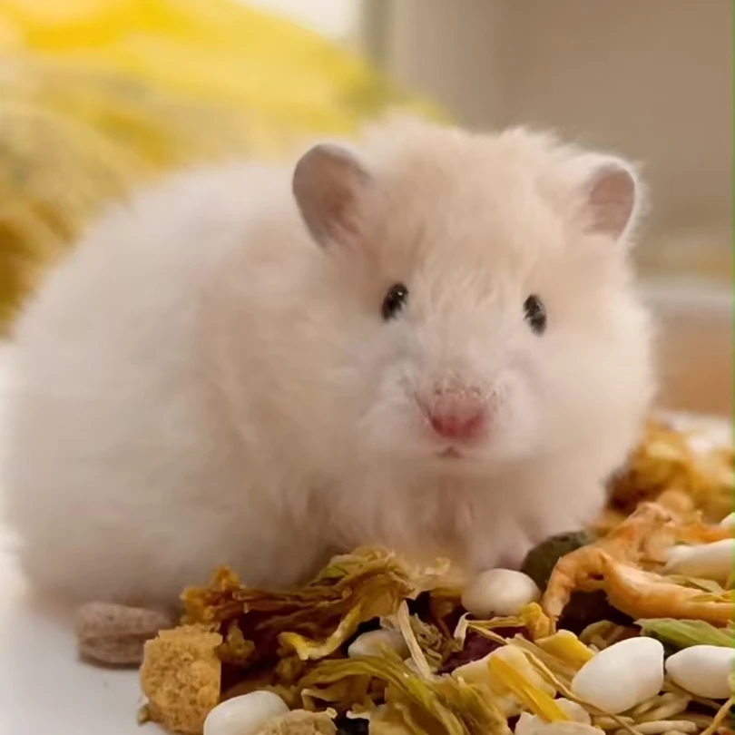 【你好鼠条】金丝熊主粮鼠粮长肉粮食专用自配粮金丝熊发腮食物