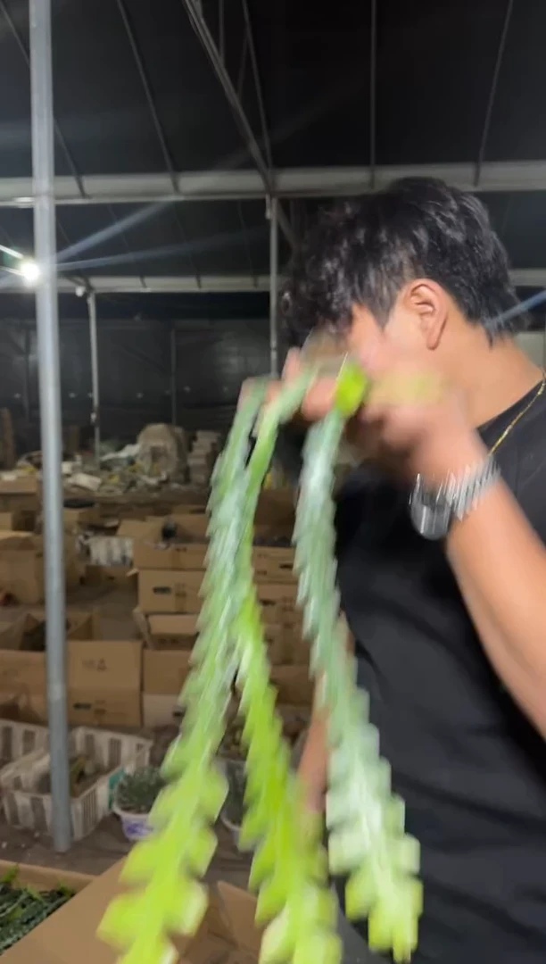 4颗 鱼骨令箭【带根】长20cm+