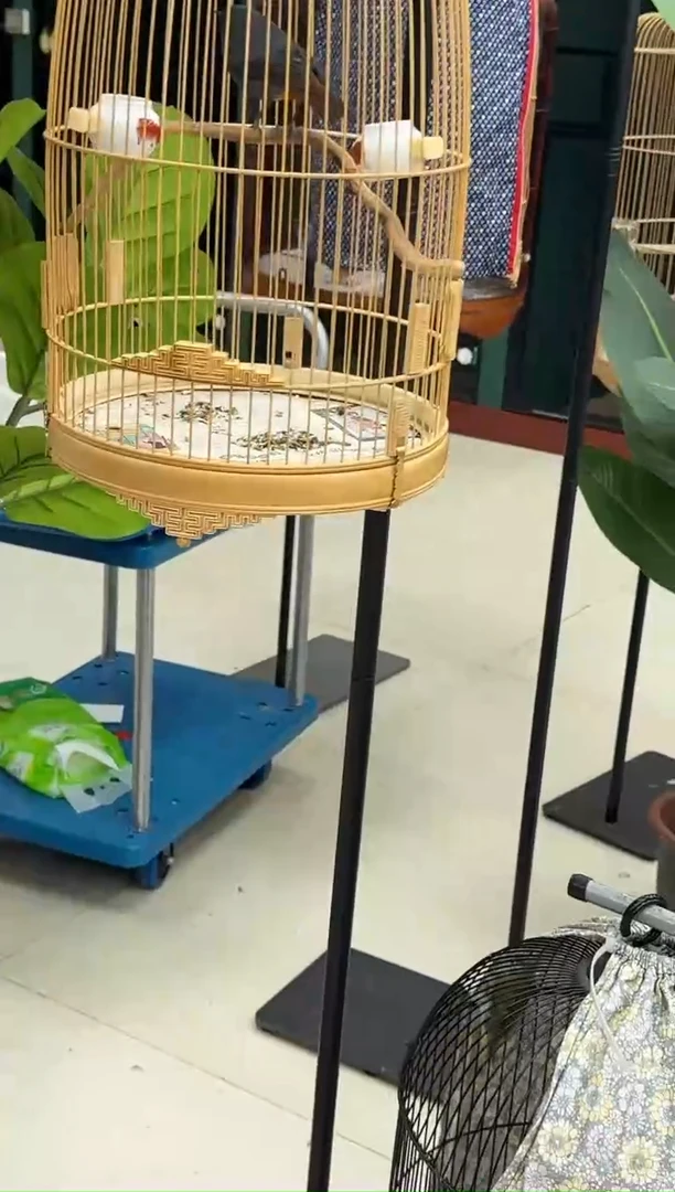 小黄腹养笼0元起拍