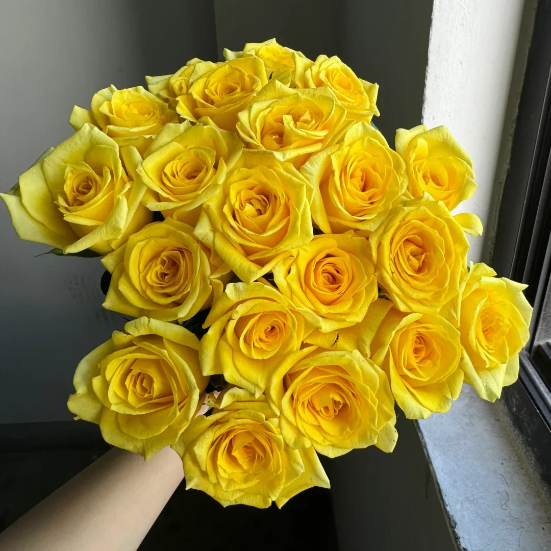 【金枝玉叶玫瑰10支】黄云南新鲜鲜花基地直发任意2件包邮送货上门