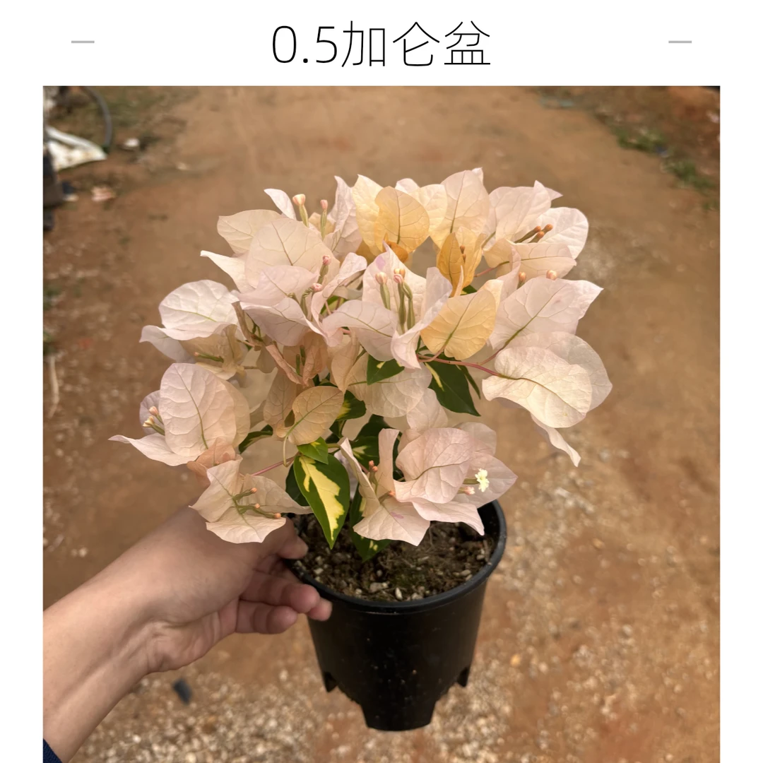 原生金心黄白三角梅带盆带土带花四季开花爬藤爆花机器0.5加仑盆