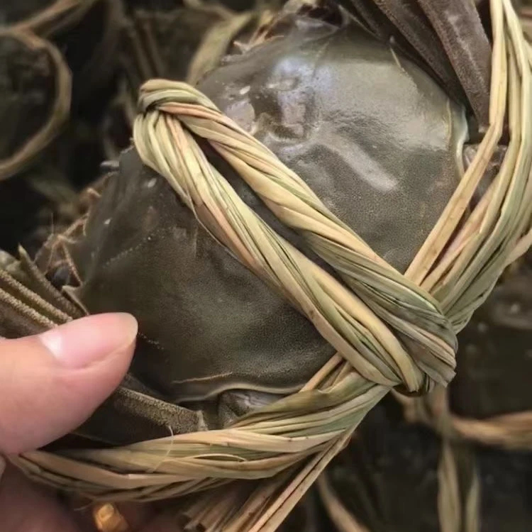 鲜活精品5只2两半母5只3两公顺丰包邮礼盒装