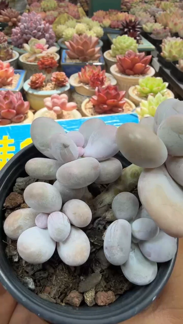 东云多肉园二店-552