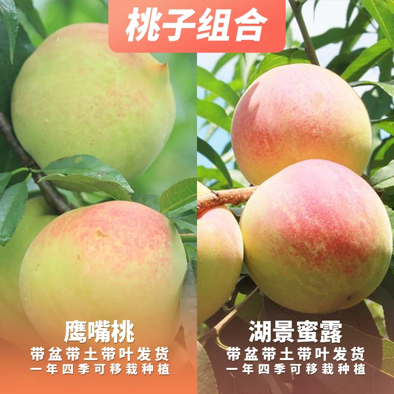 云苗库【桃子苗组合】嫁接果树苗可盆栽阳台庭院单株挂果对版包邮