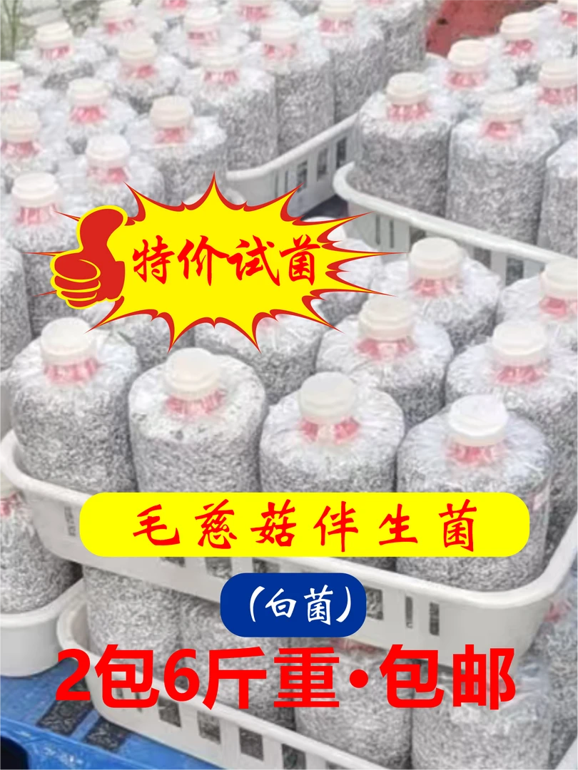 毛慈菇伴生菌（白菌）（特价试菌，2包6斤重）