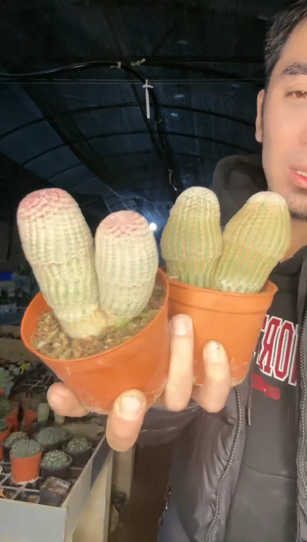 【闪购商品】双头丑太阳  2颗