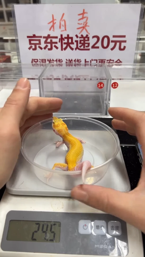 豹纹守宫00000000