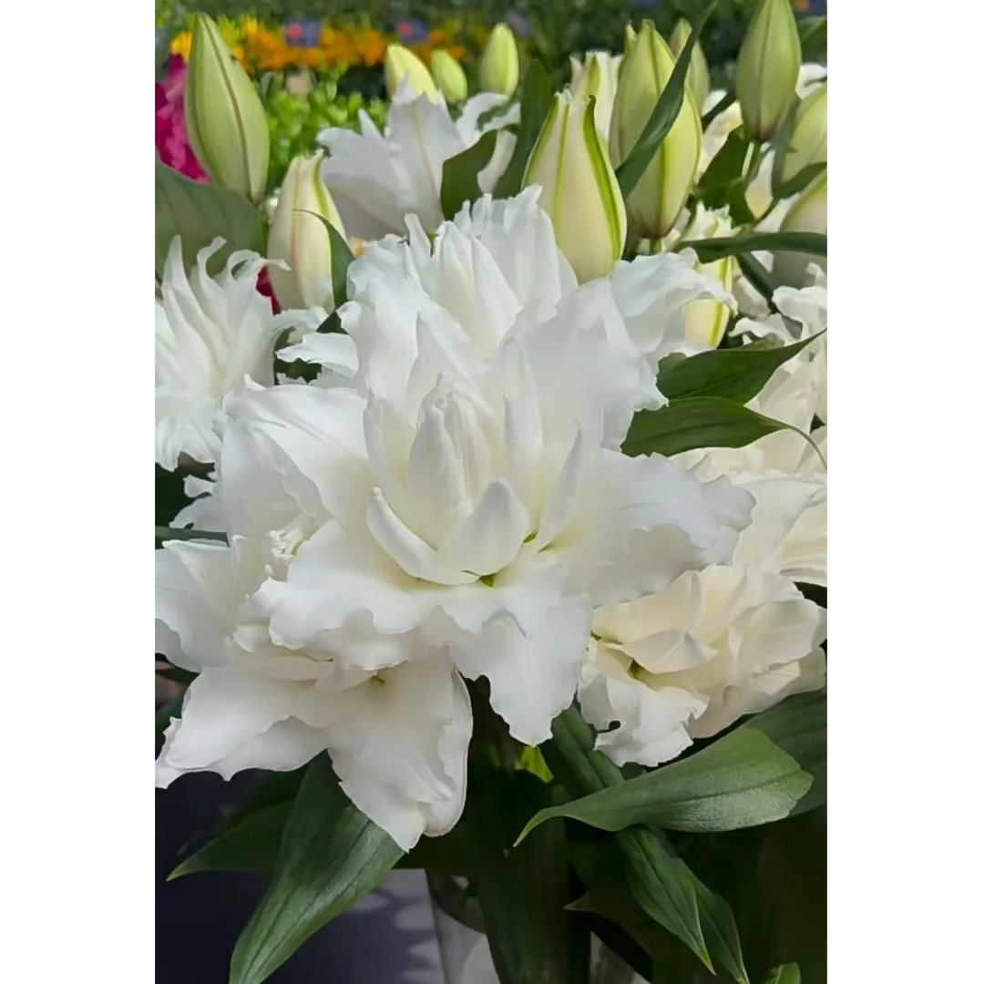 1颗百合种球【纳迪亚13-15】重瓣百合庭院阳台