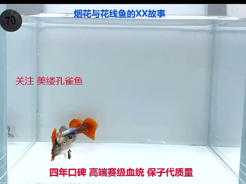 孔雀鱼冠军线象耳一对多一公