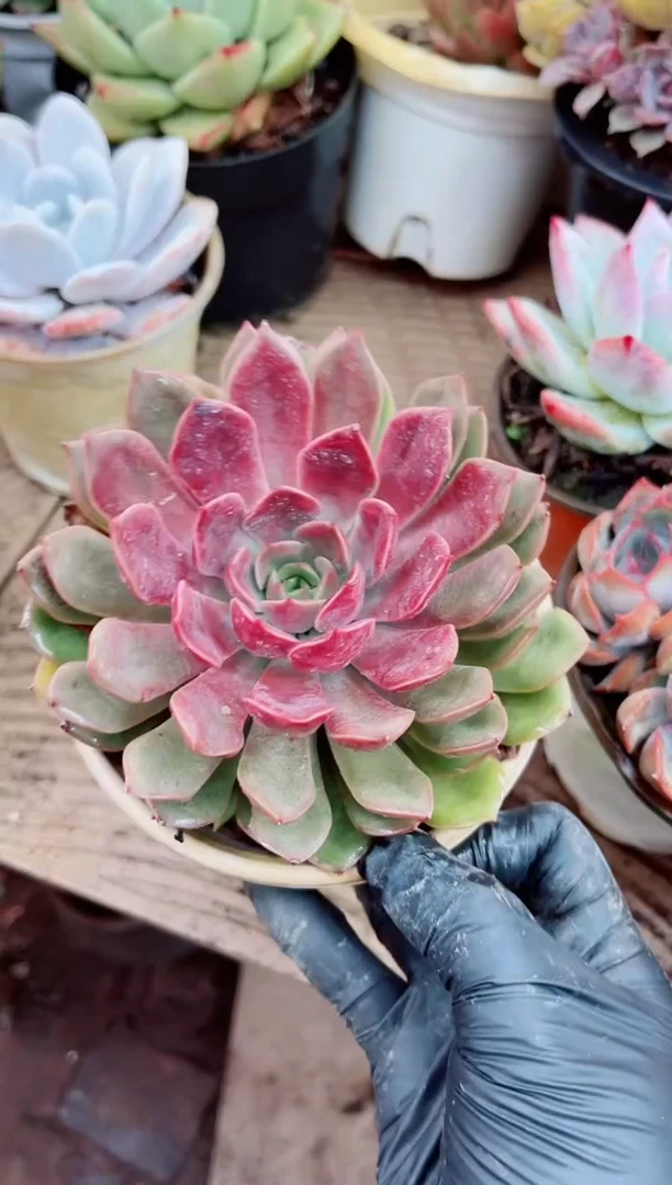 远****苏04049多肉植物一物一拍