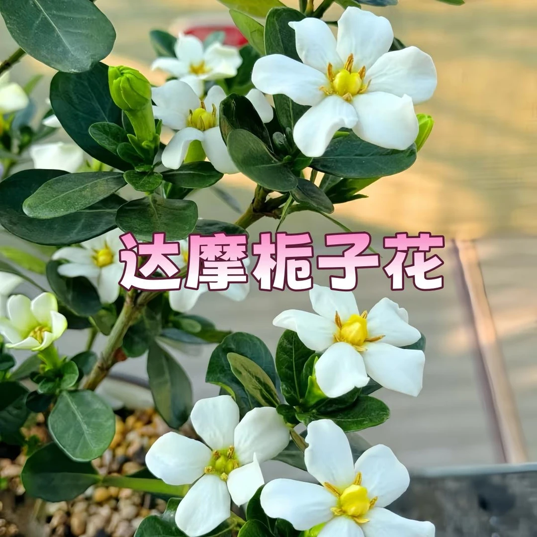 【达摩】栀子花贵货品种小叶栀子花浓香耐热绿植花卉阳台室内外植物