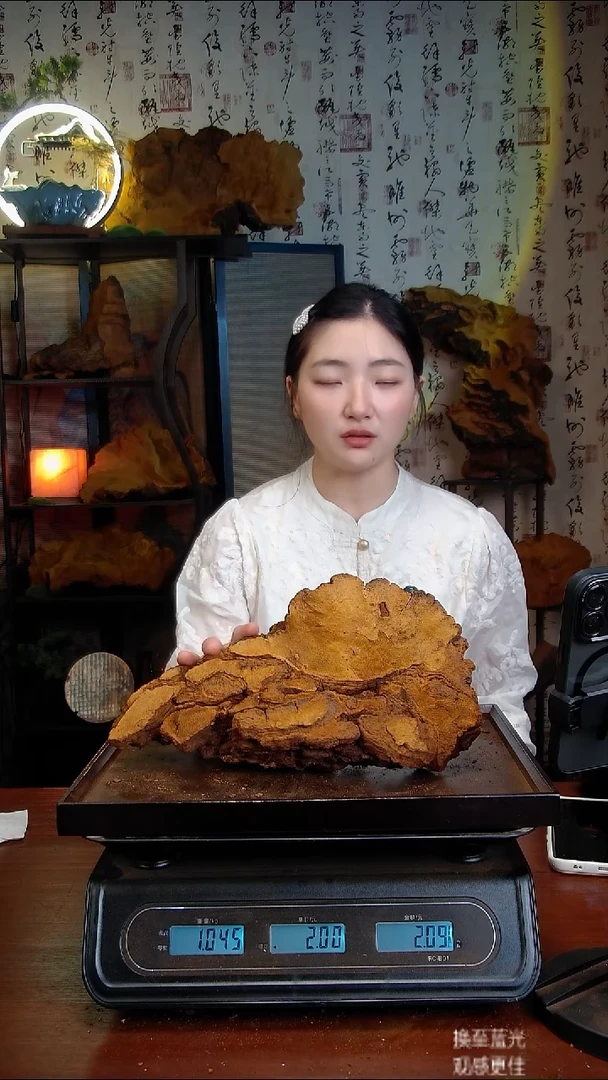 松针层孔菌中国大陆【藏区】松树桑黄（2.09斤）30-40年份