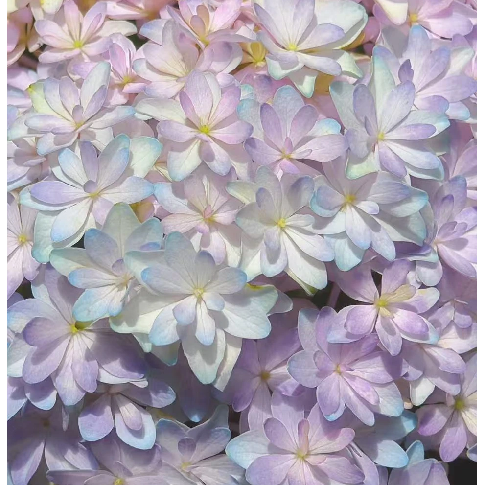 上新！【嘉宝】一加仑绣球花苗阳台盆栽庭院花卉植物