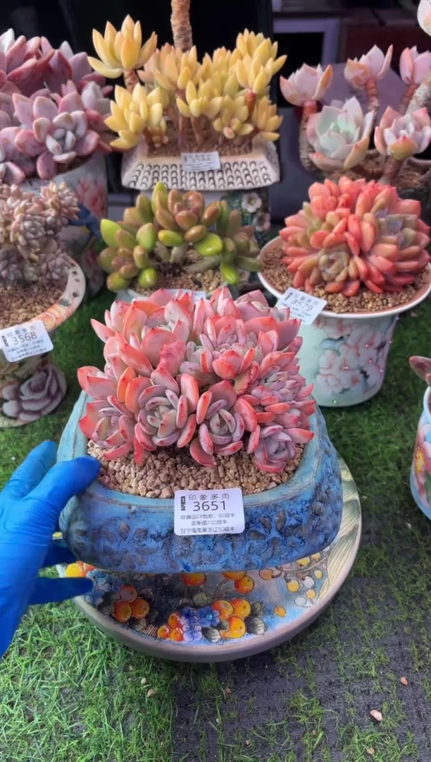 昆明印象多肉3651