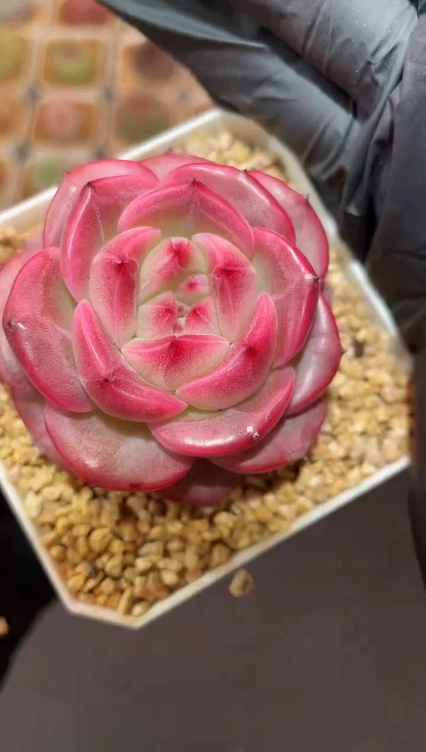 闪购901 弥撒多肉一颗  4厘米