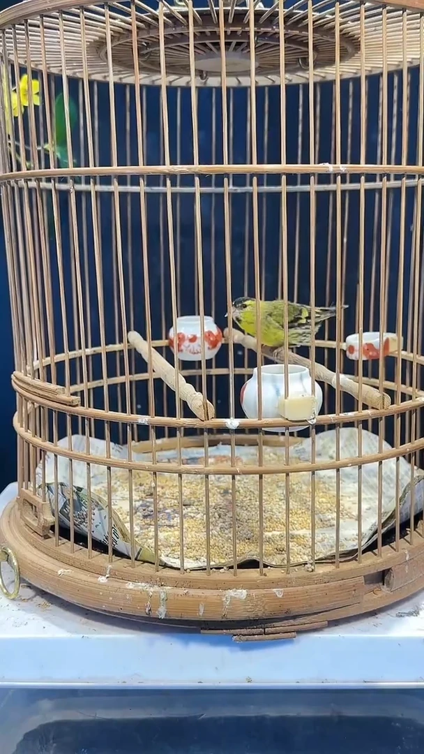 虎皮鹦鹉39号黄巧养笼0元起拍