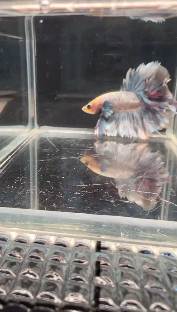 斗鱼斗鱼绣球大耳朵