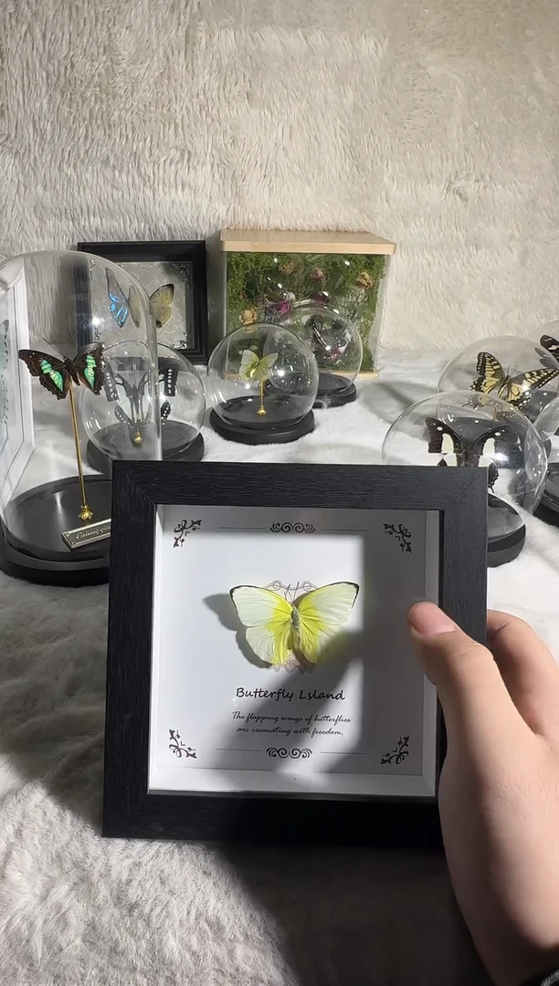 有机玻璃迁粉蝶相框