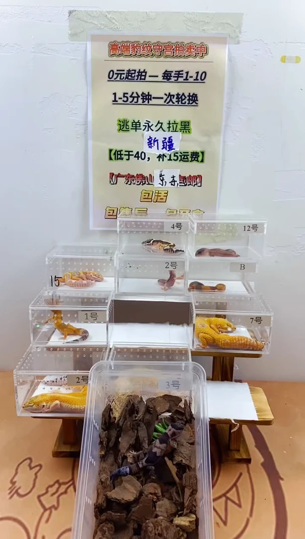 豹纹守宫豹纹守宫幼苗亚成体成体肥尾