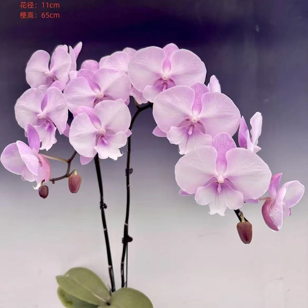 【微瑕】超群夏之风苗 不带花剑3.0