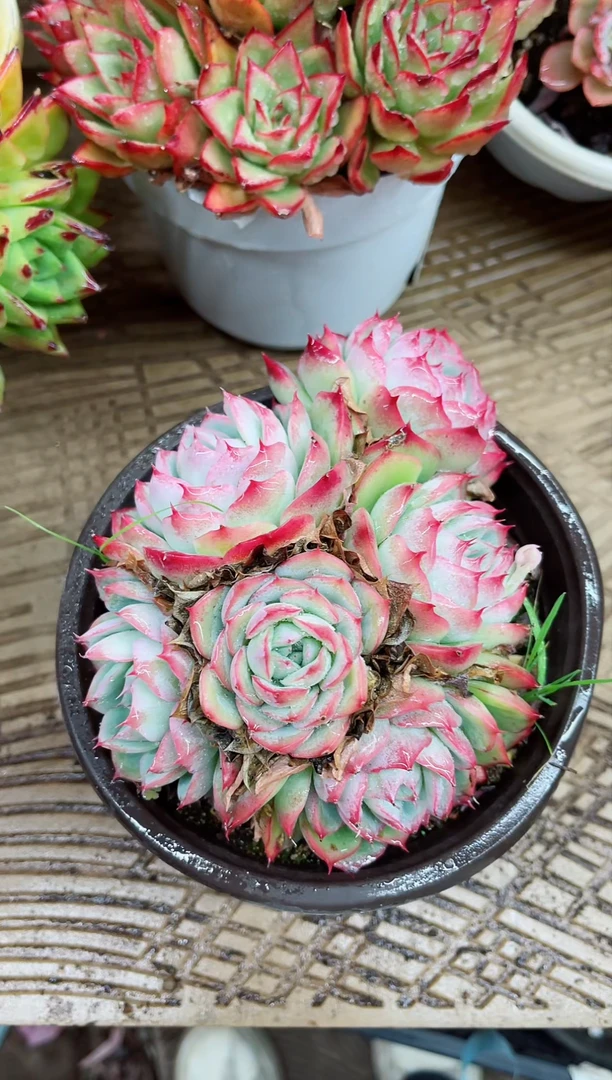 【闪购商品】03036